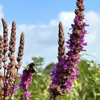 A bumble bee on a purple flower with blue skies