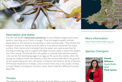 Fen raft spider poster